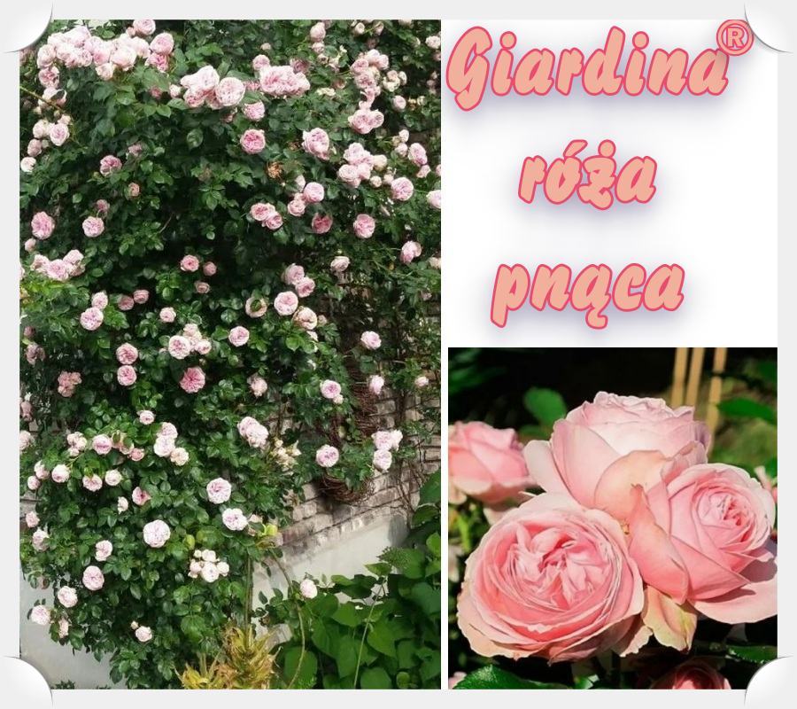 Giardina róże pnące kol